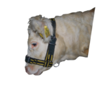 Kálfamúll