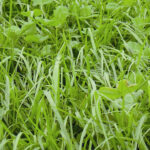 Sígild smáragrasblanda 15 kg